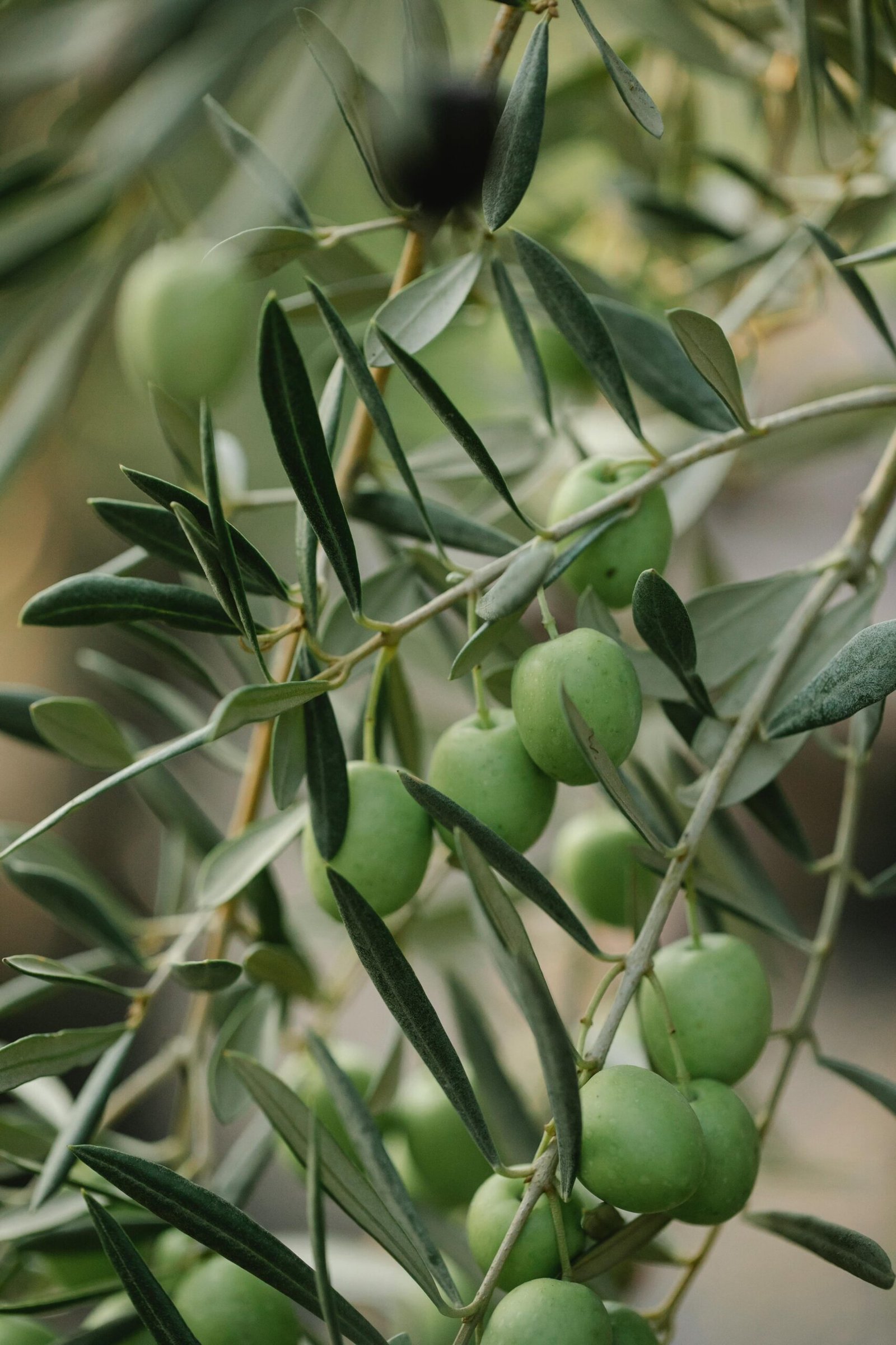 How AI Makes Olive Oil Production Sustainable Amid Climate Change