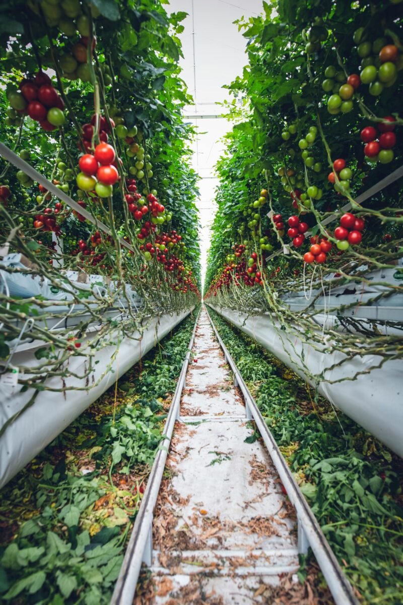 The Rise of Indoor Farming: How Tech is Transforming Agriculture