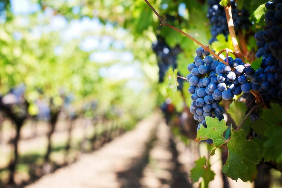 Harnessing Technology to Revolutionize Grape Cultivation